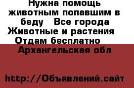 Нужна помощь животным попавшим в беду - Все города Животные и растения » Отдам бесплатно   . Архангельская обл.